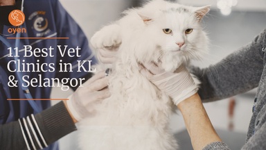 2026 Guide: 11 Best Vet Clinics in KL and Selangor