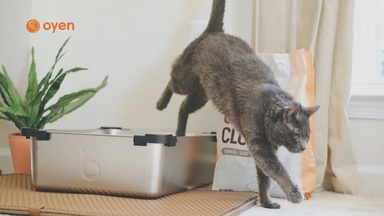 8 Best Cat Litter Brands In Malaysia