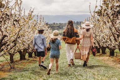 Melbourne in Spring: Tulip Fields and Blossom Escapes