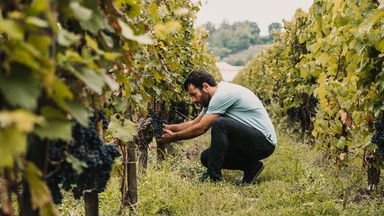 Booze News Weekly Roundup: Brown-Forman CEO to Retire, Unusually Early Harvest in Santa Barbara, and More