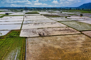 Perubahan Iklim Menyebabkan Padi Yang Ditanam Secara Tradisional Kurang Berkhasiat