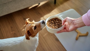 10 Of The Best Gadgets On Amazon For Dog Lovers