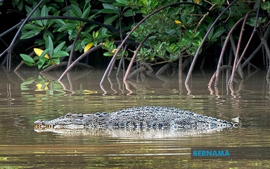 Sipitang folks warned of croc, following sighting