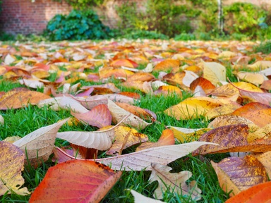 How to Turn Fallen Leaves Into Garden Gold