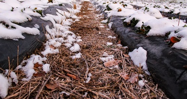 The Best Mulch Depth for Protecting Roots in Cold Weather