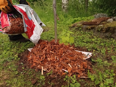 The Common Mulching Mistake That Can Slowly Kill an Expensive Tree