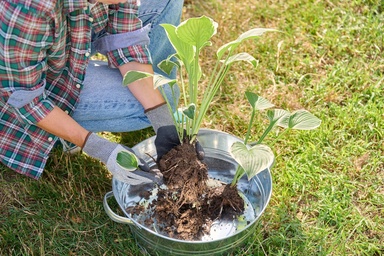 Before You Accept Free Plants From a Neighbor, Check for This Hidden Garden Pest