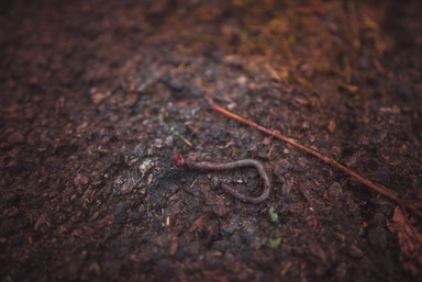 Think All Earthworms Are Good for Your Garden? This Invasive Species Is Different