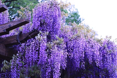 7 Beautiful Plants That Can Become a Nightmare Once They Spread