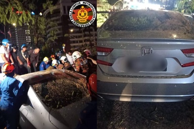DBKL siasat punca pokok tumbang, semak rekod penyelenggaraan