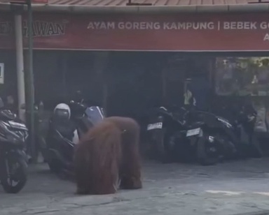 Orang utan singgah warung ayam goreng