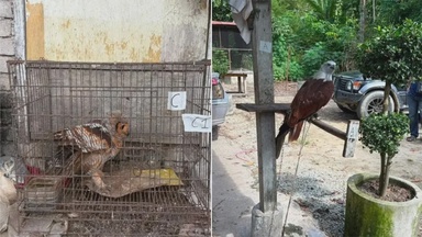 Helang Merah Bernilai RM20,000 Antara Hidupan Liar Dirampas Di Tumpat