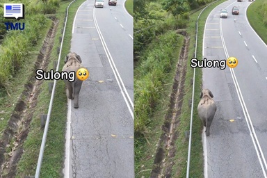 Rakaman Dron Sulong Berjalan Pulang Ke Kelantan Curi Perhatian