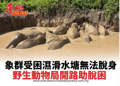 象群受困濕滑水塘無法脫身 野生動物局開路助脫困