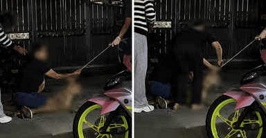 Polis siasat unsur kianat dalam kes kematian anjing di Pelabuhan Klang