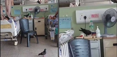 Kecoh video burung merpati berkeliaran dalam wad hospital, ini respon segera HTAR
