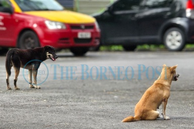 Sarawak records one rabies case in Belaga in past week, pet owners urged to stay vigilant