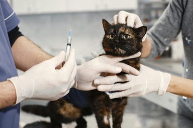 Of pest, porcine and pets – all making recent headlines