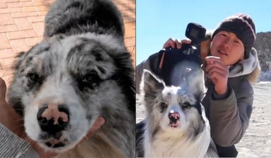 Anjing Selebriti China Miliki 1.5 Juta Followers Diculik, Dijual RM107 Sebelum Dimakan