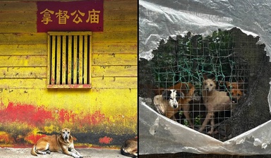 The Dogs Of Route 59: A Datuk Kong Shrine, A Federal Road, And A Shelter ‘Nobody’ Built