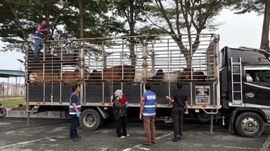 Cubaan seludup gagal, Veterinar rampas 15 ekor lembu hidup