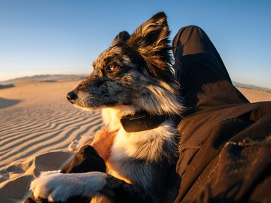 This GPS dog tracker uses Starlink satellites to work anywhere cell service doesn’t