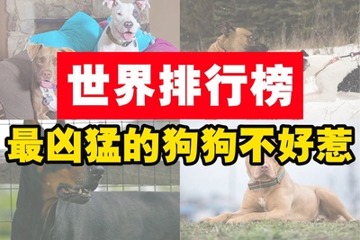 Image from: 世界排行榜最凶猛的狗
