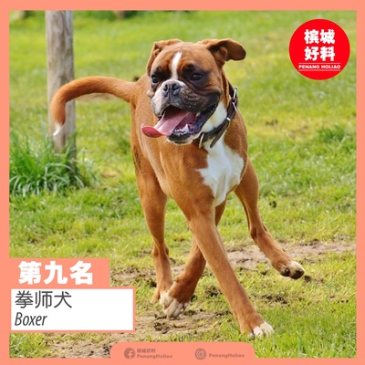 Image from: 世界排行榜最凶猛的狗