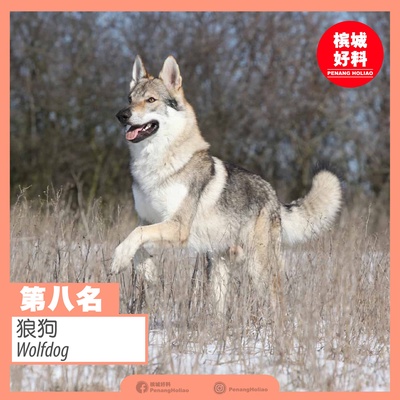 Image from: 世界排行榜最凶猛的狗