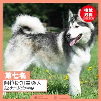 Image from: 世界排行榜最凶猛的狗