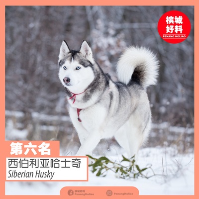 Image from: 世界排行榜最凶猛的狗