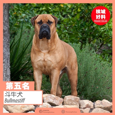 Image from: 世界排行榜最凶猛的狗