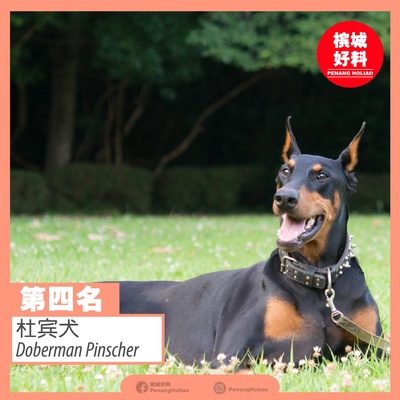 Image from: 世界排行榜最凶猛的狗