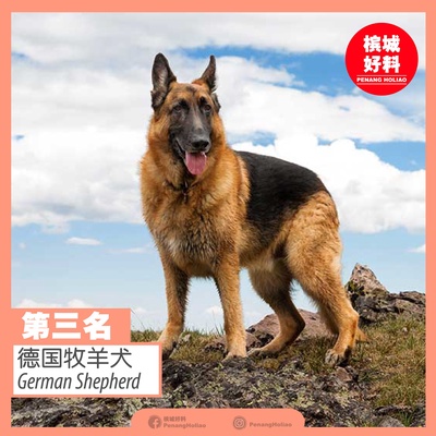 Image from: 世界排行榜最凶猛的狗