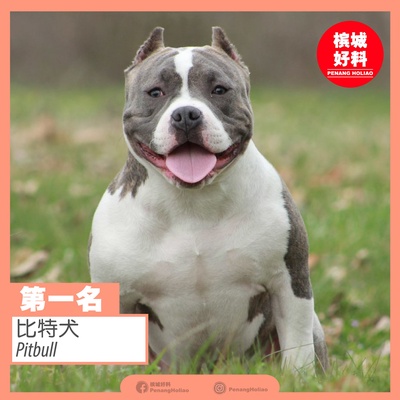 Image from: 世界排行榜最凶猛的狗
