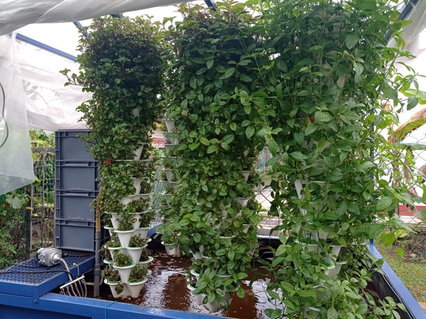 Image from: HEINEKEN Cares & PwD Smart FarmAbility partner to bring nutritious food via regenerative agriculture to those in need