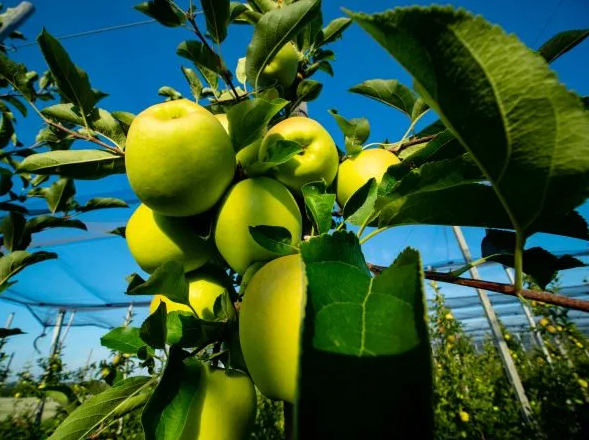 Image from: Why Malaysians Need To Eat An Apple A Day? 5 Fast Health Benefits And Useful Recipes