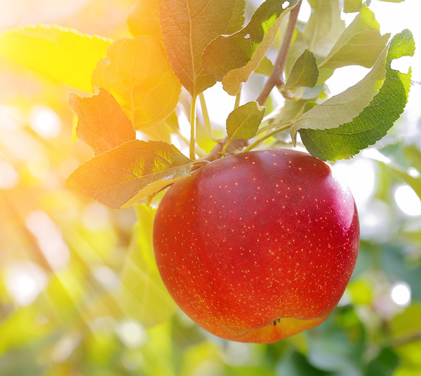 Image from: Easy 2 Ingredient Gingerbread Apple Pie