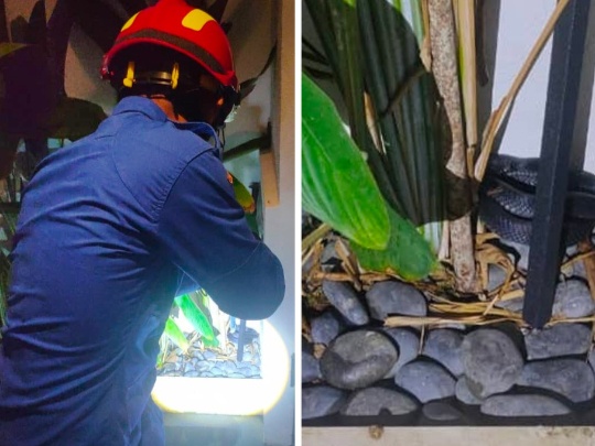 Image from: The EPF Withdrawal Saga: Will This Be The "Black Cobra" That Threatens To K.O. The Government?
