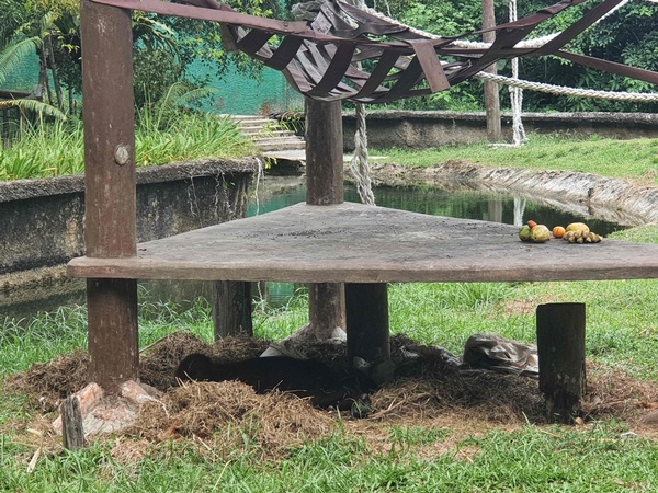 Image from: Opinion: Lok Kawi Wildlife Park Sabah, a pride of the state?