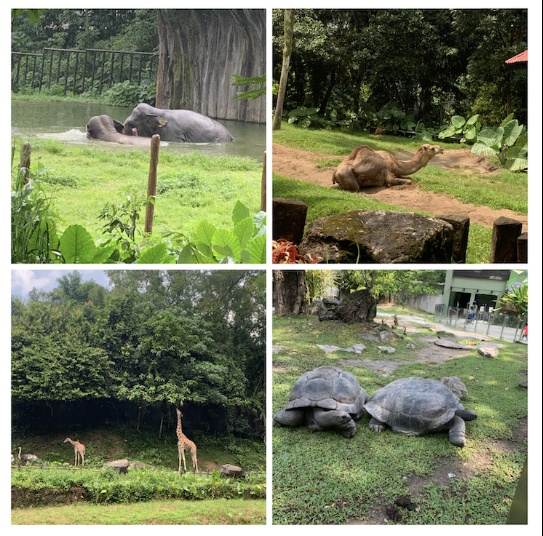 Image from: Zoo Negara, Malaysia Biggest Zoo #TheGoodStuff