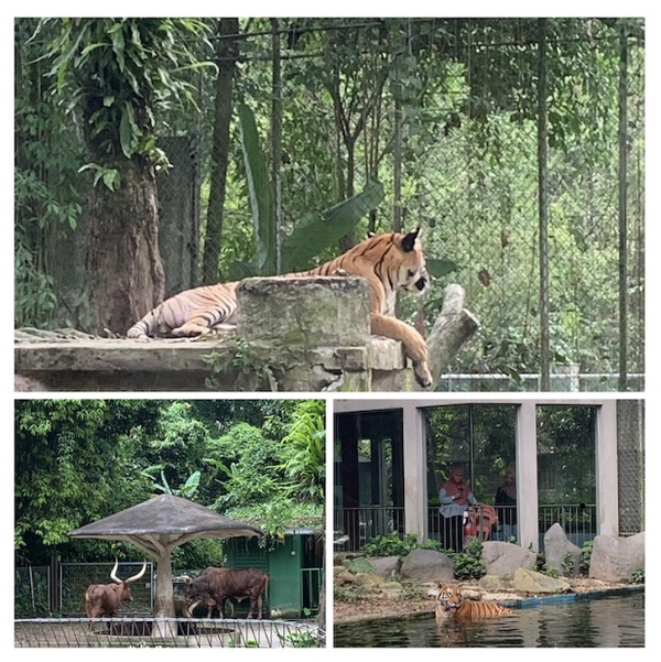 Image from: Zoo Negara, Malaysia Biggest Zoo #TheGoodStuff