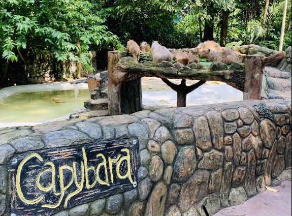 Image from: Zoo Negara, Malaysia Biggest Zoo #TheGoodStuff