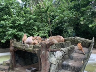 Image from: Zoo Negara, Malaysia Biggest Zoo #TheGoodStuff