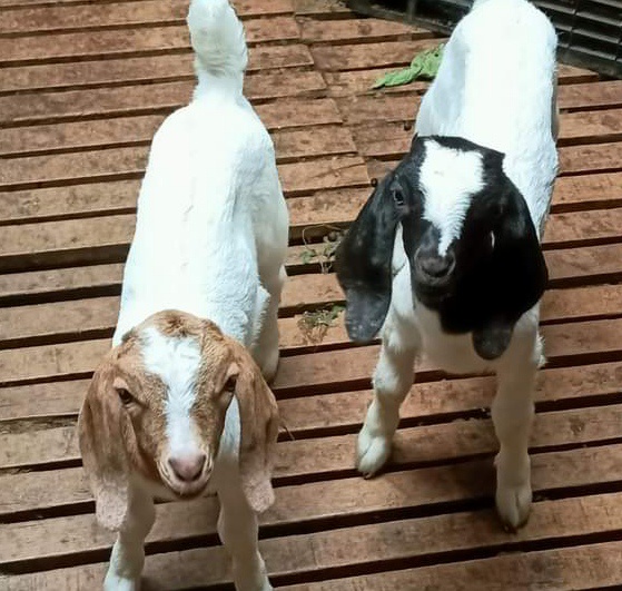 Image from: Pendapat: Menjaga dan mencintai kucing serta haiwan peliharaan lainnya