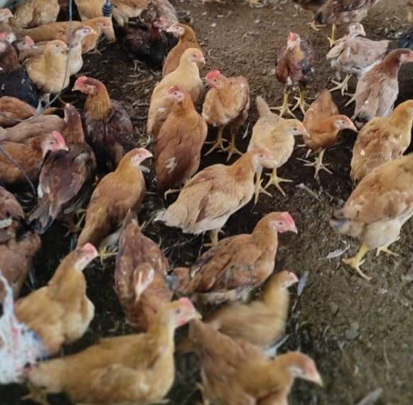 Image from: Pendapat: Menjaga dan mencintai kucing serta haiwan peliharaan lainnya