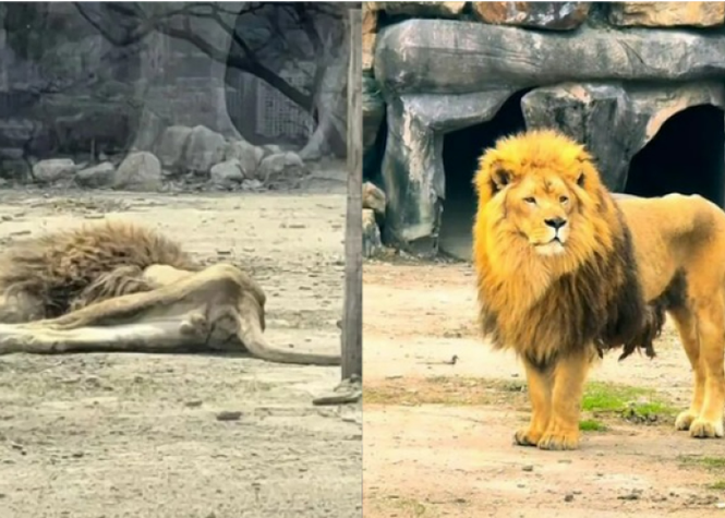 Image from: 辽宁动物园公狮痛失配偶，逾40天几乎不进食 瘦成纸片