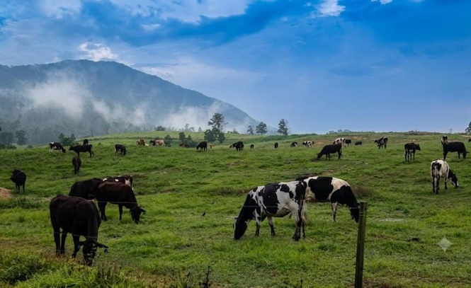 Image from: Penambahan 3,000 lembu tenusu di Muadzam Shah sokong peningkatan kapasiti Farm Fresh mulai 2027 - Kenanga Research