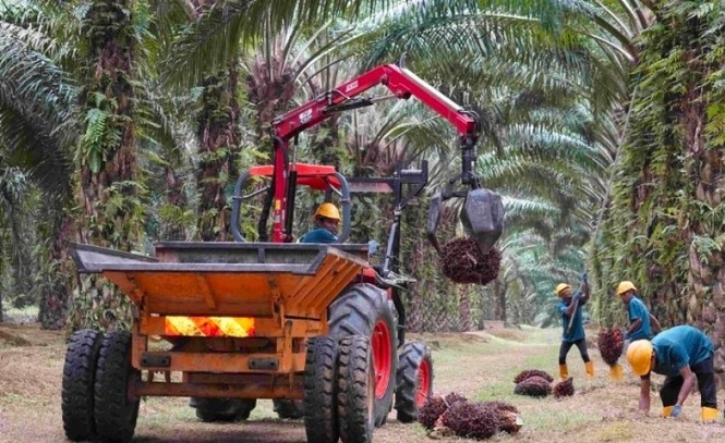 Image from: Harga minyak sawit boleh cecah RM4,600 satu tan pada 2026, sektor perladangan kekal kukuh — HLIB