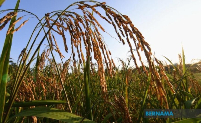 Image from: Kos diesel meningkat punca sebahagian pesawah Sabah tangguh tanam padi